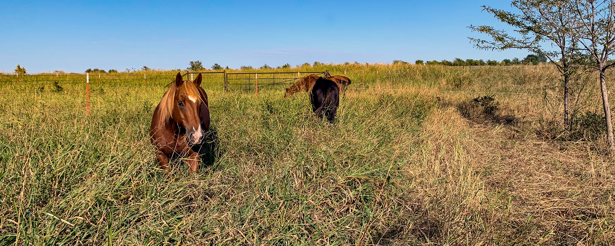 Don’t forget your horses when making regenerative grazing plans