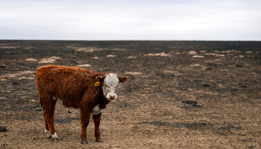 cow standing on burned pasture