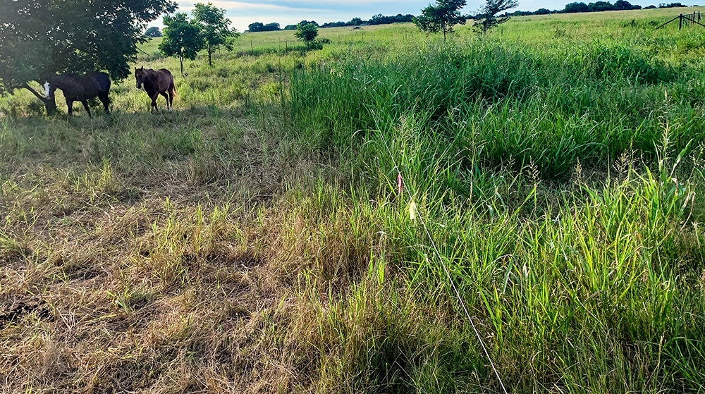 field with horses