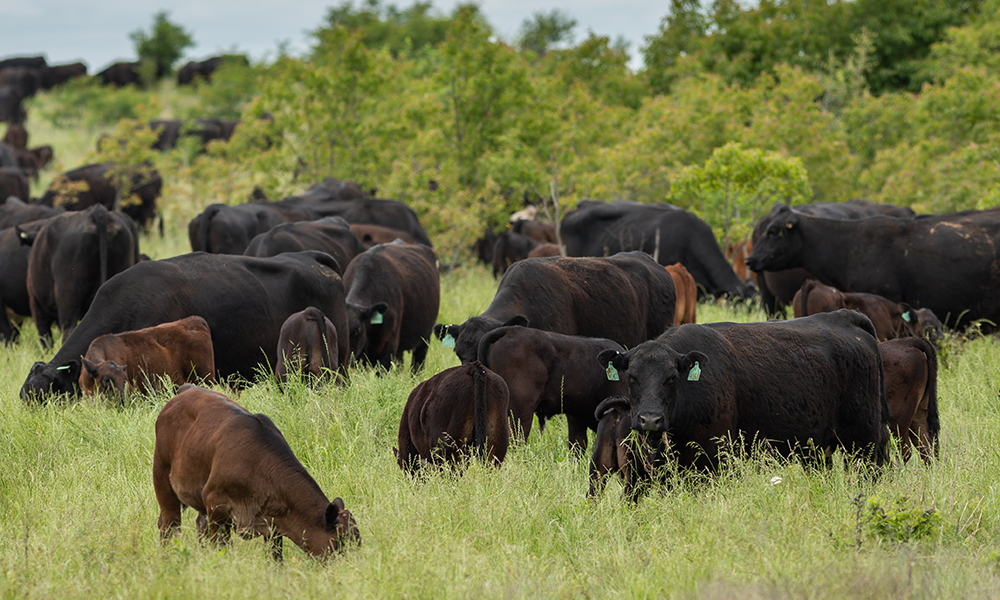 cow-calf pairs grazing
