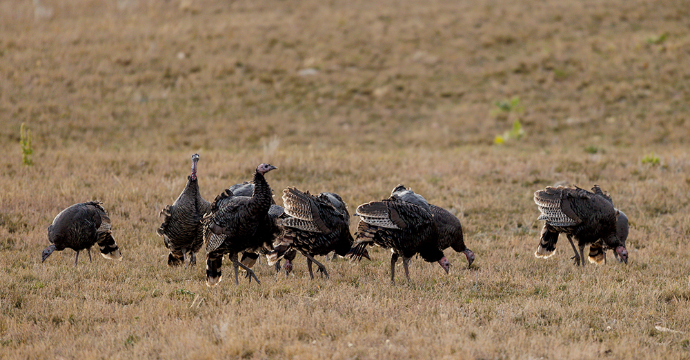 turkeys in field