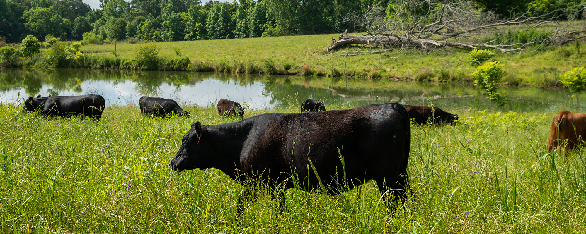 Resources for managing ponds and water access when regeneratively grazing livestock