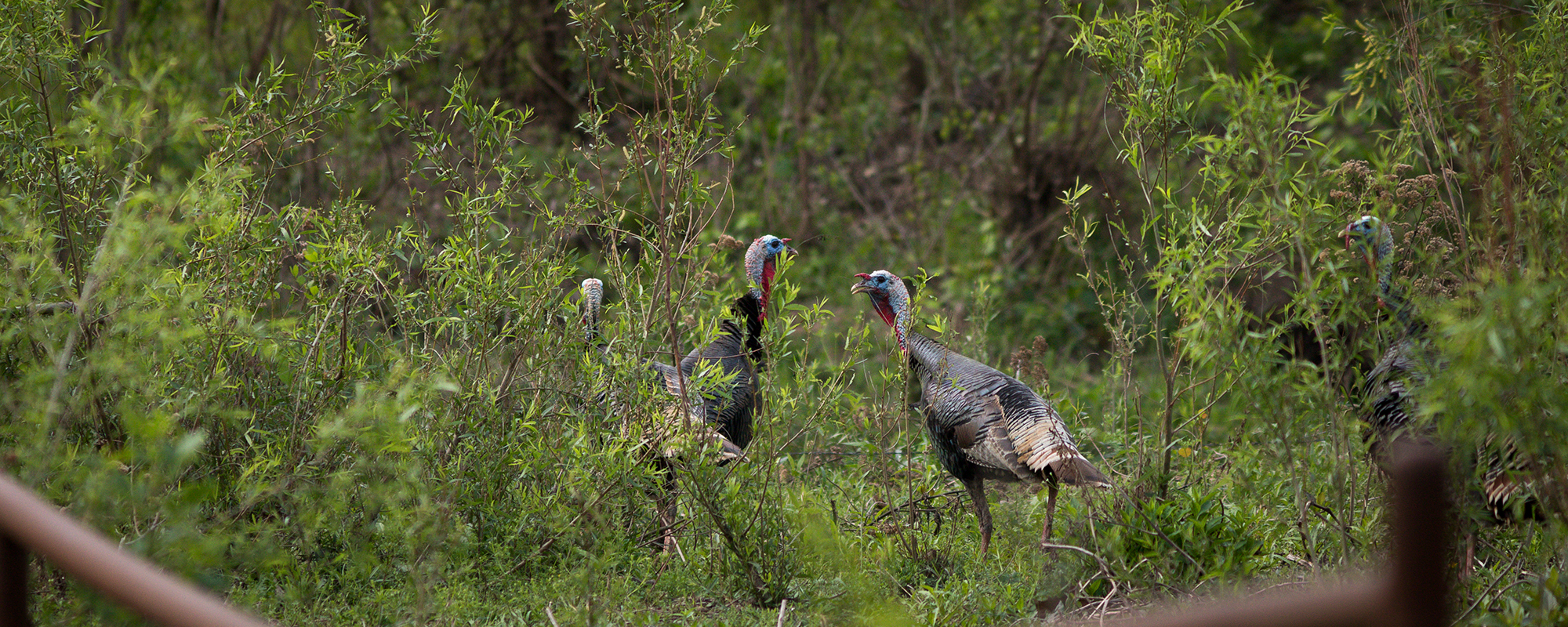 Do what you can for wild turkey habitat with your ranch management choices