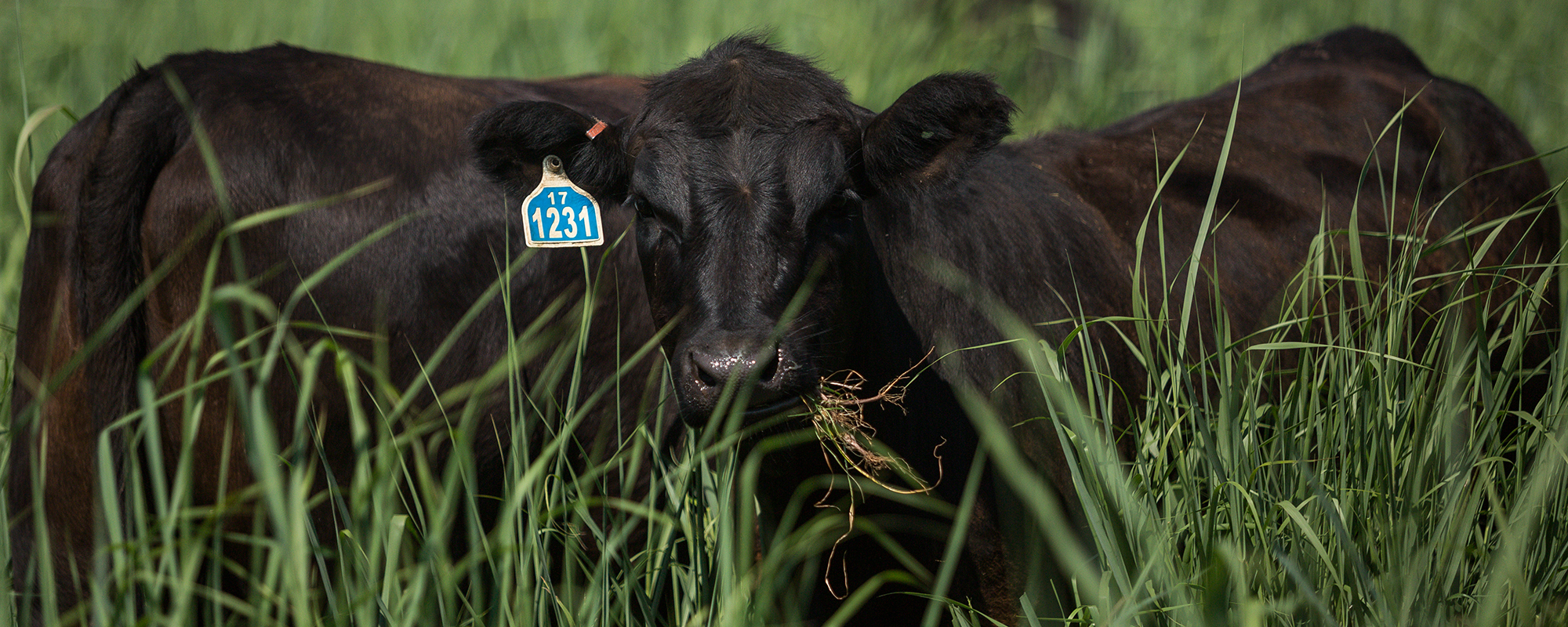 Adapting Forage Supply and Stocking Rates Ahead of La Niña: Strategies for Resilient Ranching