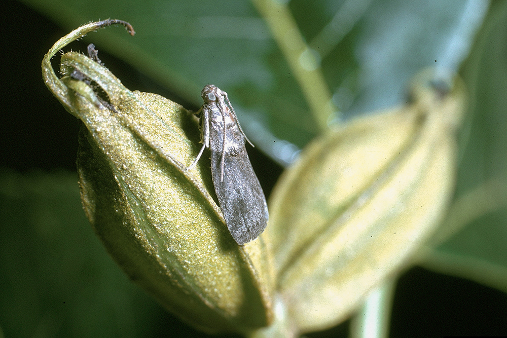 adult hickory shuckworm