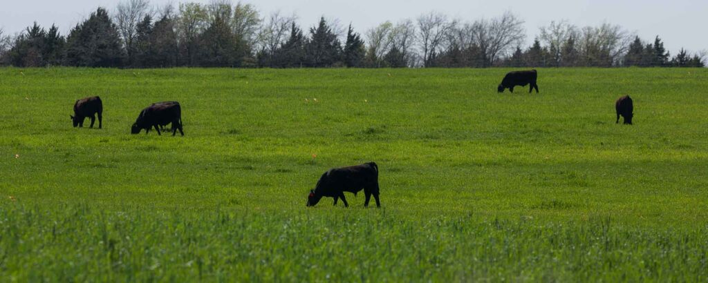All Beef is Grass-fed infographic