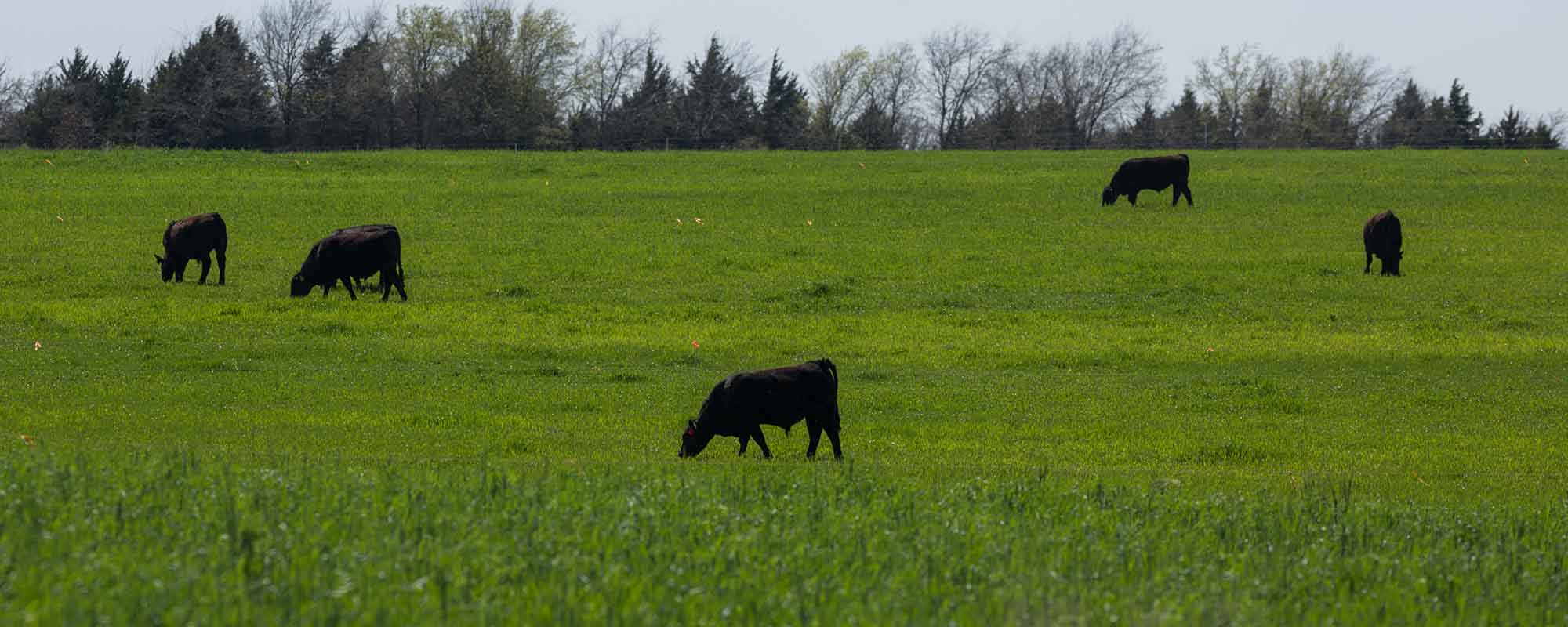All Beef is Grass-fed