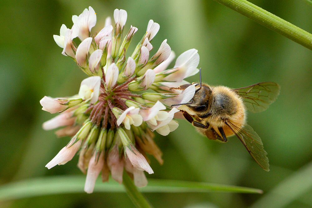bee on flower