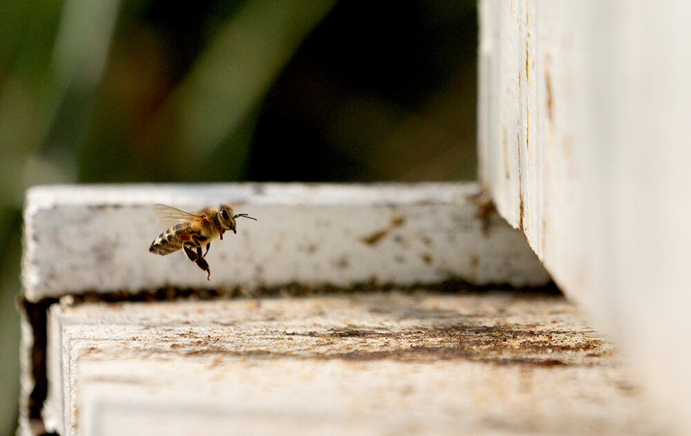 bee