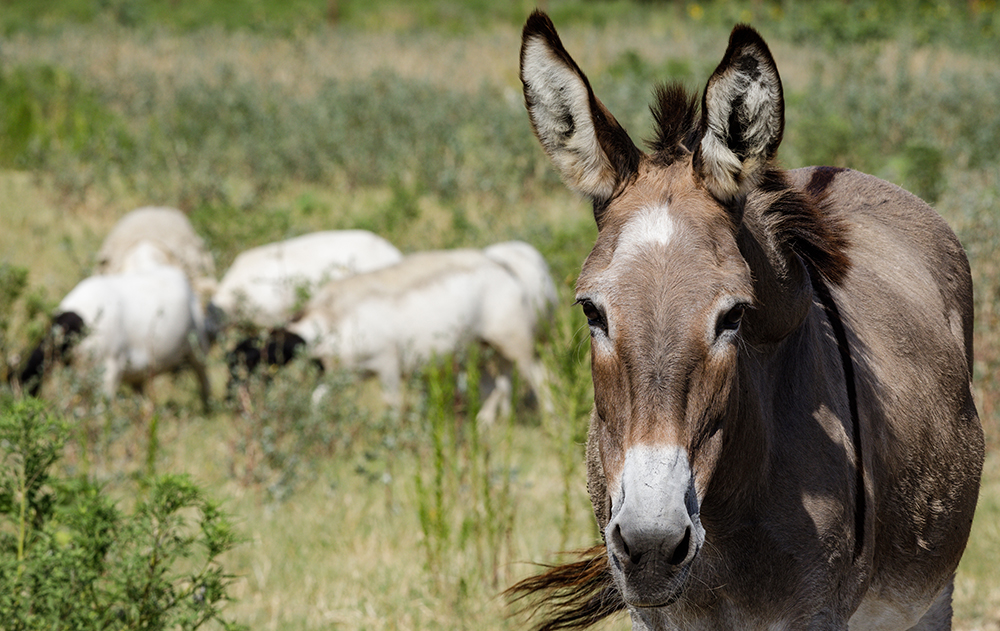 donkey in pasture with sheep
