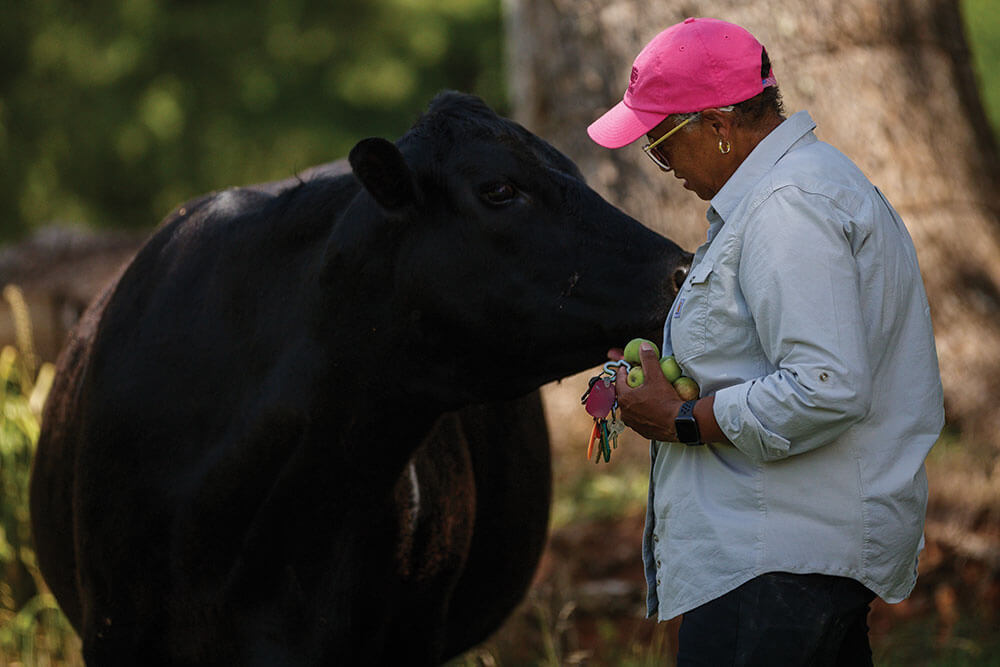 Beverly Bowen feeds cow apple