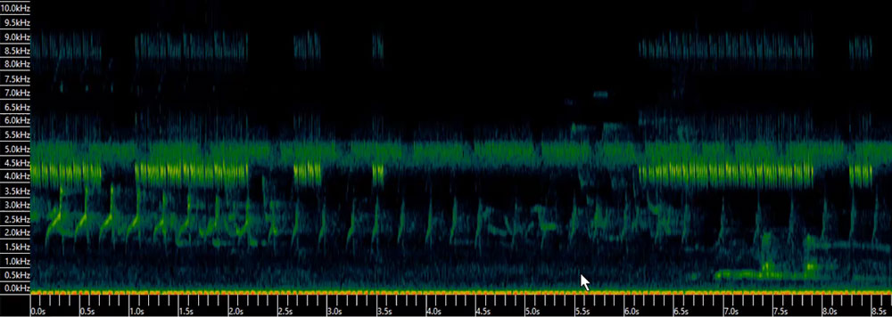 Spectrogram of multiple species.