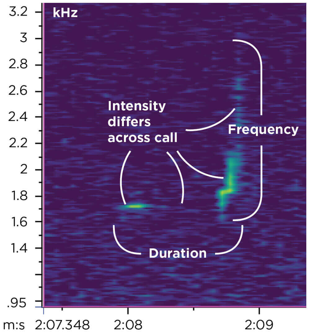 Spectrogram depicting the “bob” “white” whistle of the male bobwhite quail.