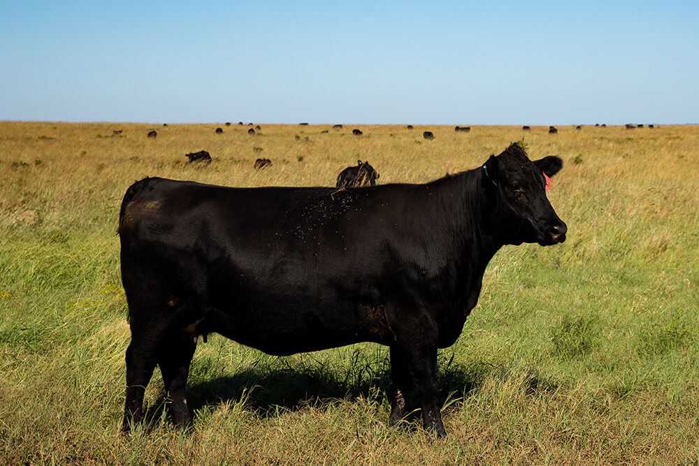 Black cow with cattle herd behind them in pasture