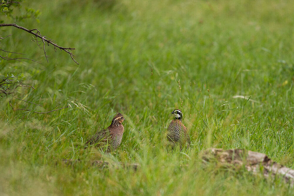 Bobwhite Quail sitting on a tree limb
