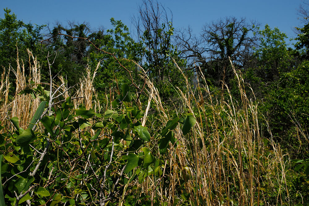 Brush encroachment at Oswalt Ranch.