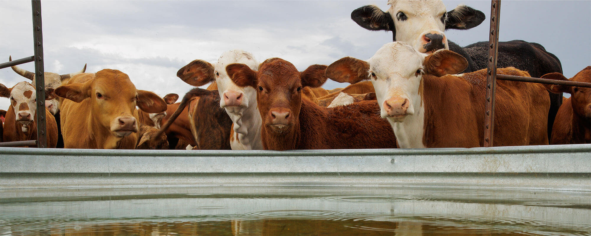 3 Ways Ranchers Can Optimize the Water Cycle – Noble Research 