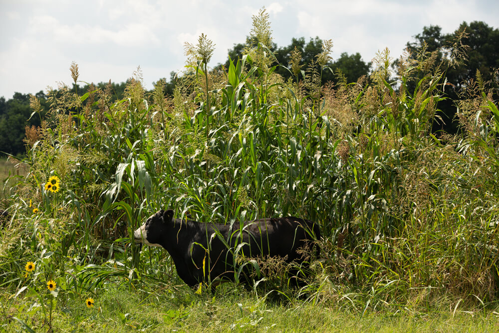 Cattle grazing on cover crops
