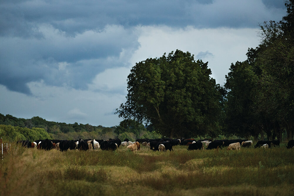 Cattle grazing in a pecan grove.