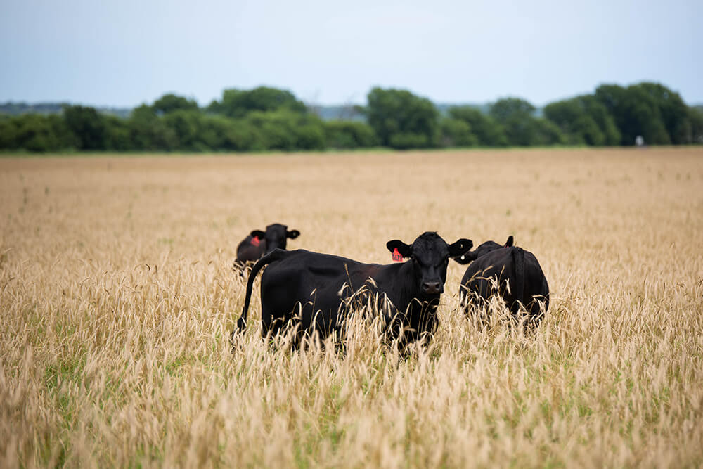 Cattle grazing in tall pasture at Red River Ranch
