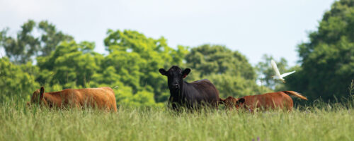 The Truth About Regenerative Ranching thumb