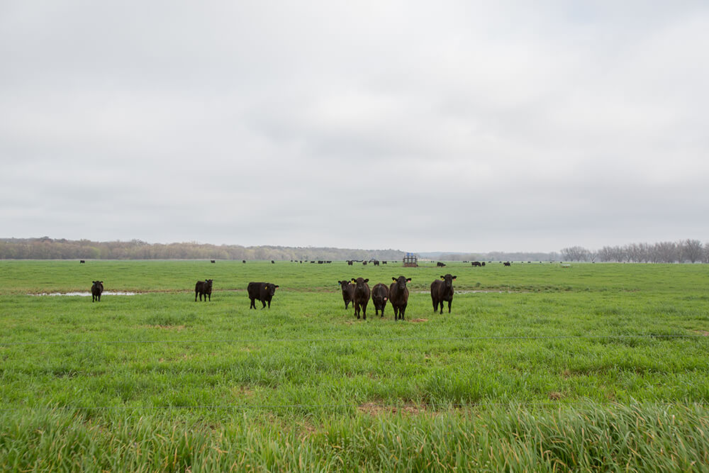 Cattle standing in a green pasture
