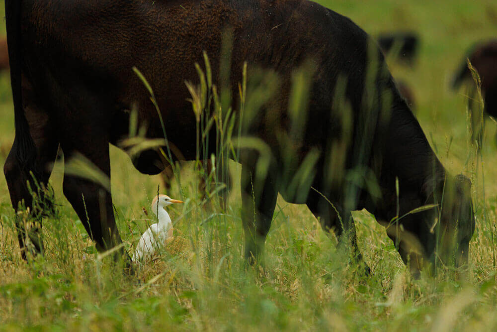 Black angus cattle grazing with cattle egrets