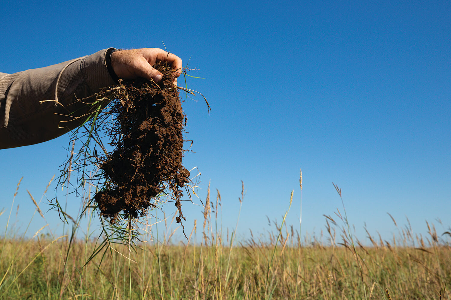 A clump of healthy soil
