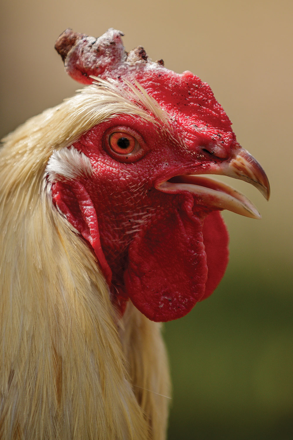 Chicken looking at viewer