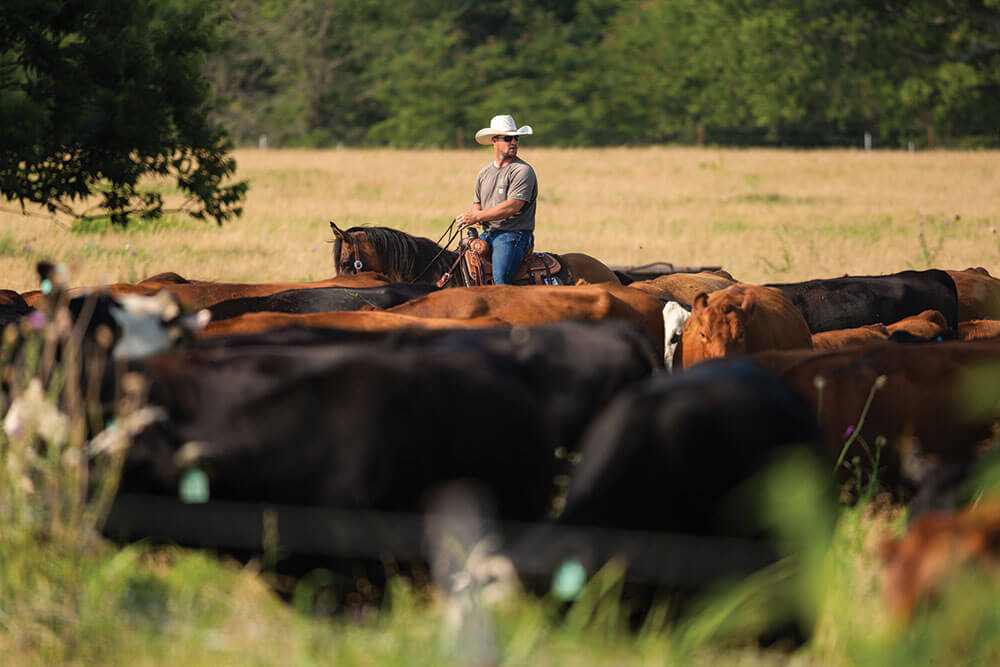 Clark Roberts working cattle on horseback