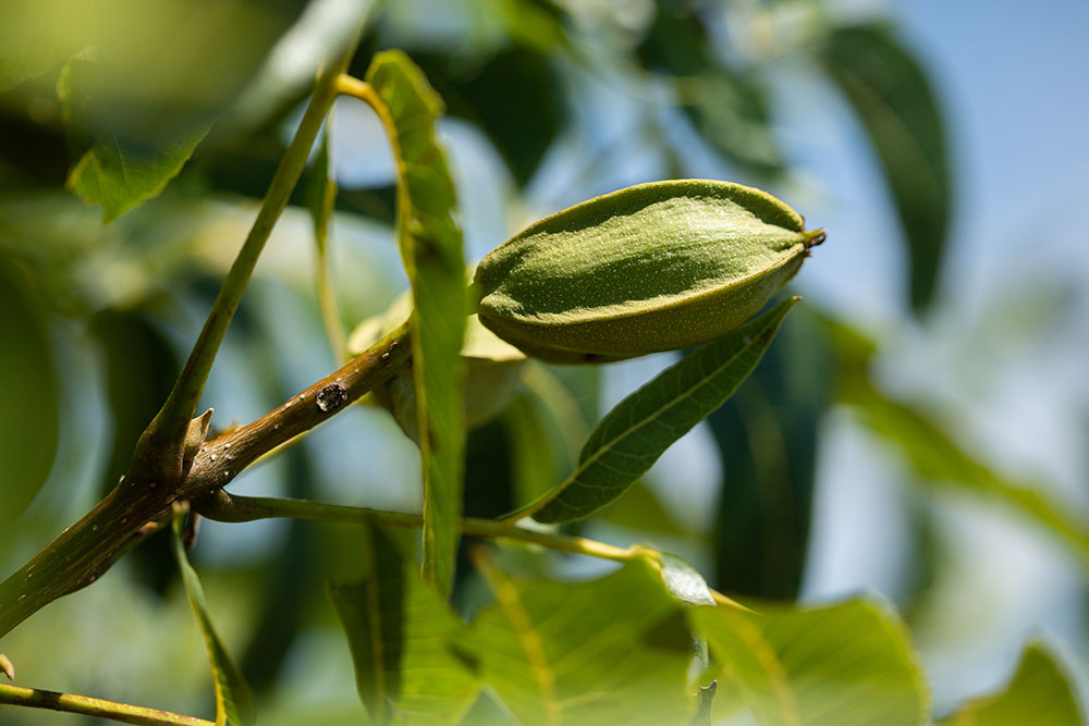 Close-up view of a pecan still on the tree branch
