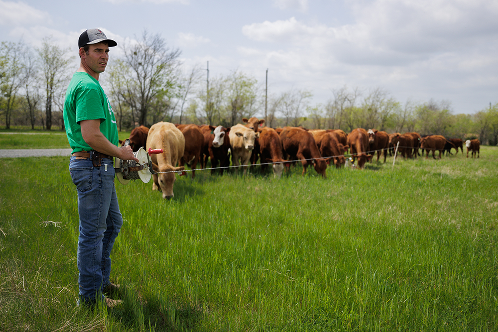 moving cattle from one paddock to the next
