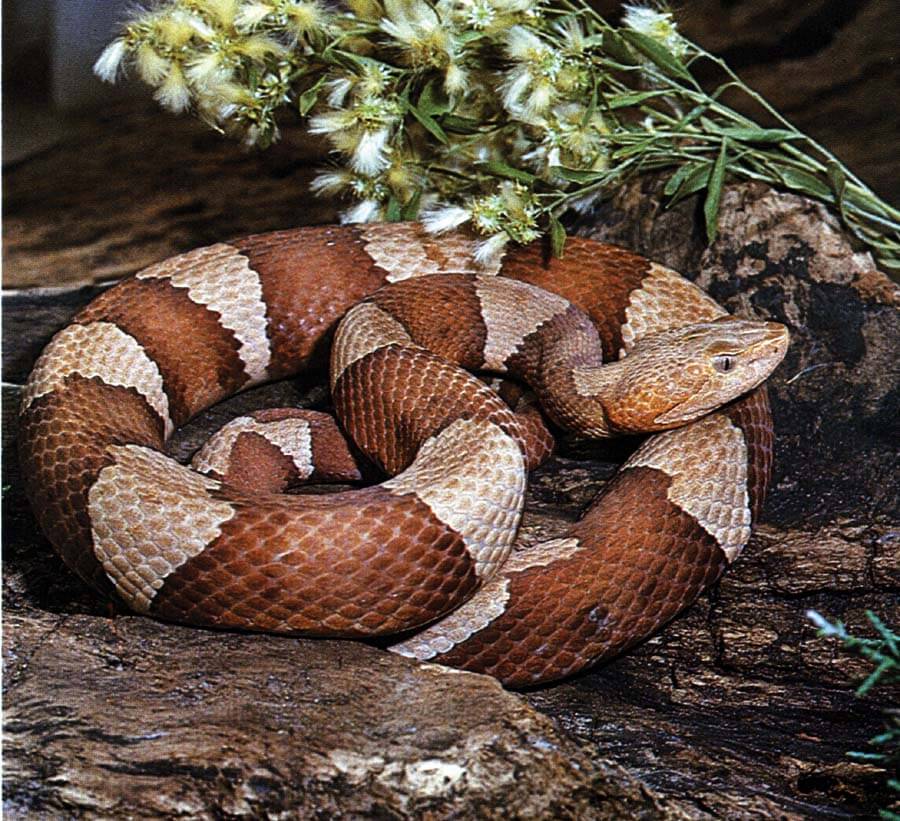 Copperhead