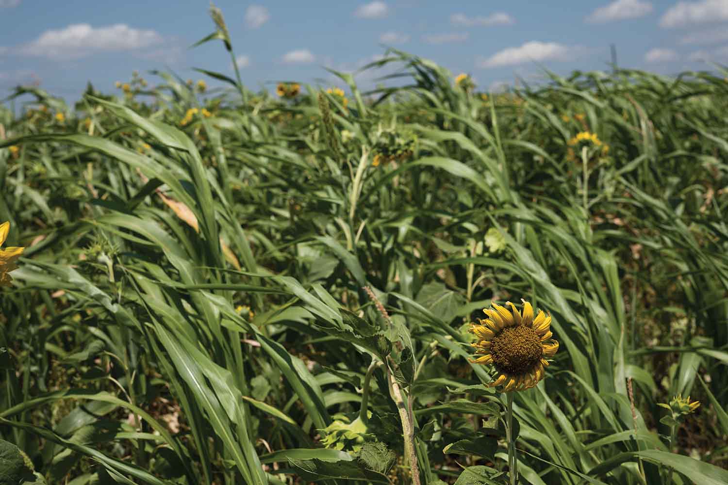 Sunflowers in field