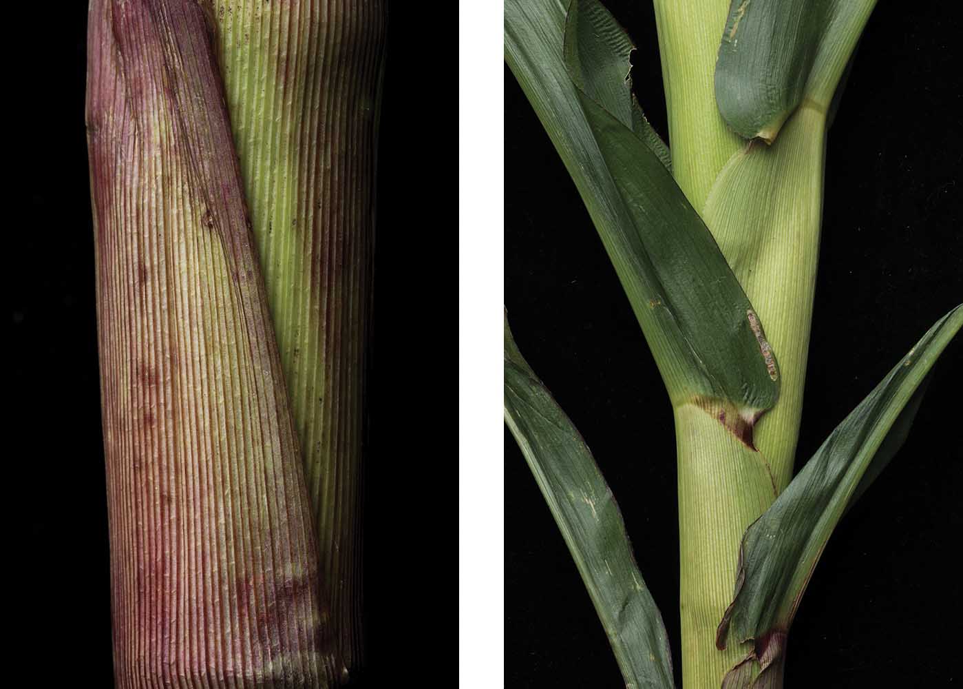 Close-up views of plants