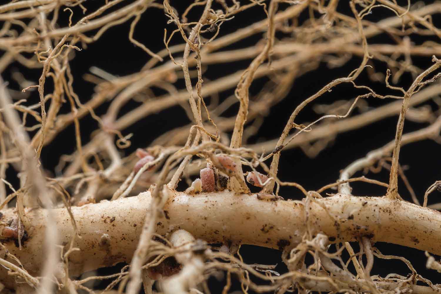 Sunn hemp roots