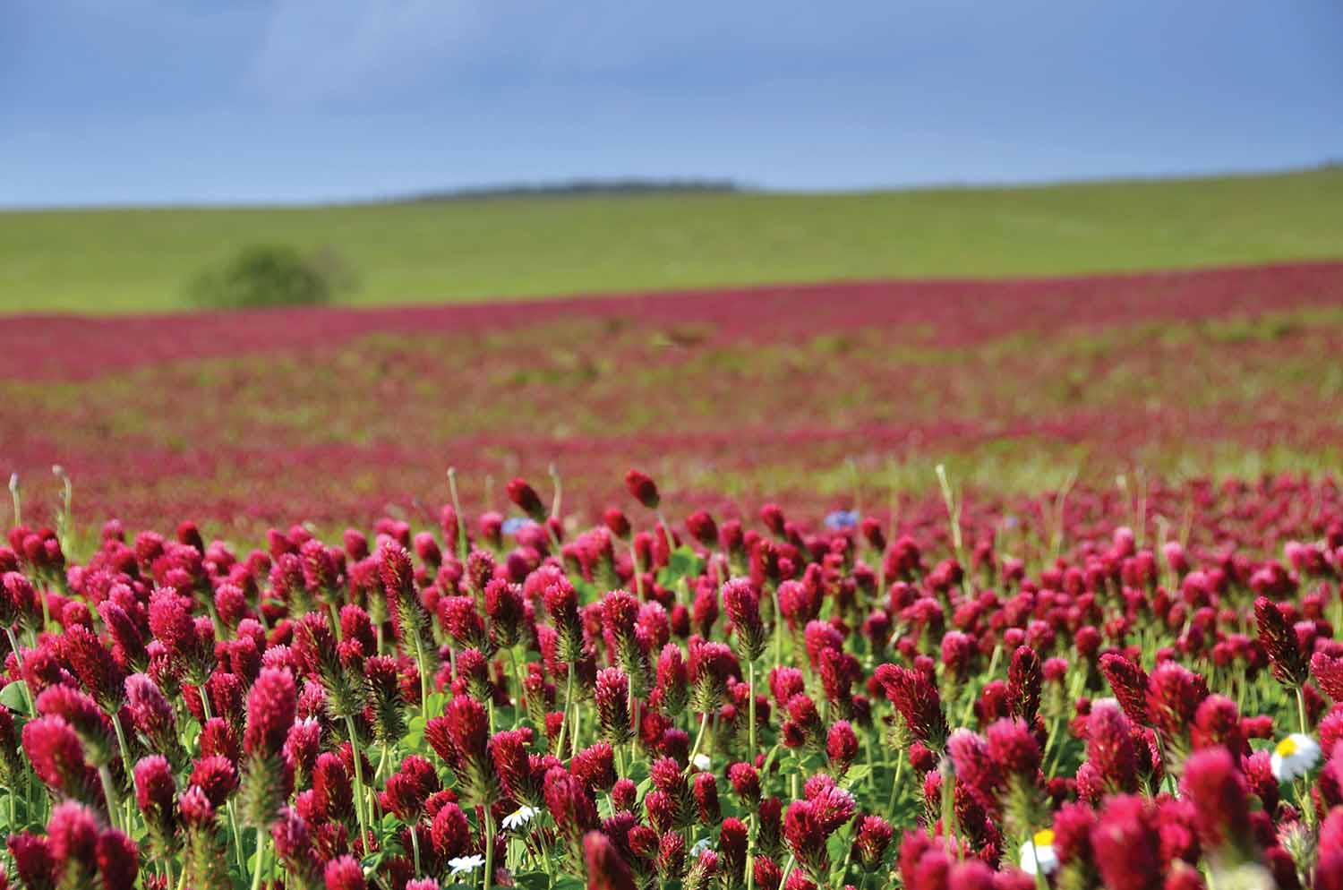 Cover crops