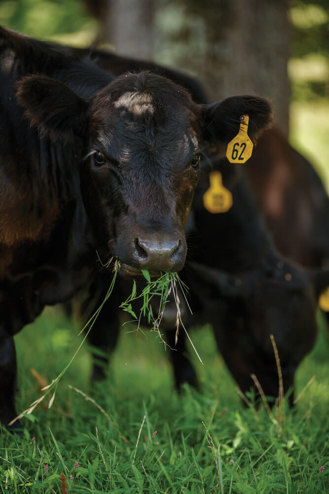 Cows grazing shaded area
