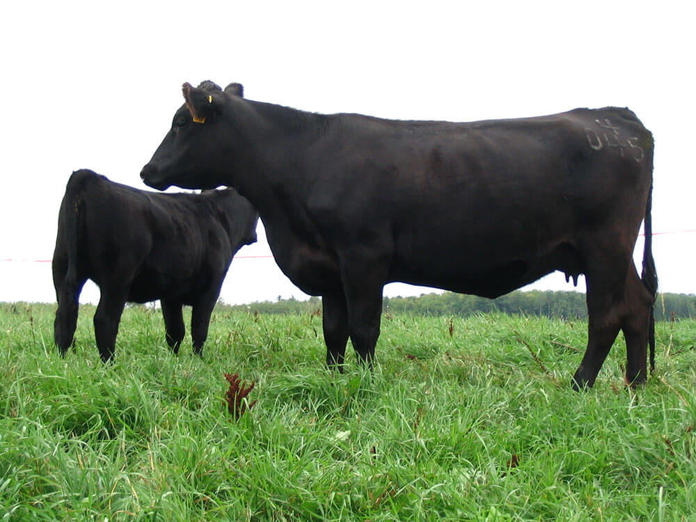 Cows standing in pasture