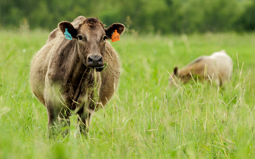 culled cow