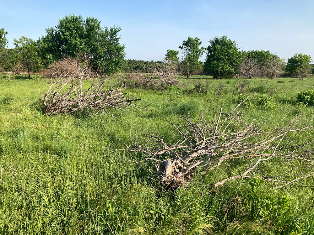 Eastern red cedars that have been cut.