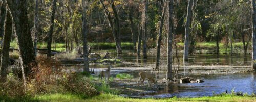 How to Select Land to Optimize Your Wildlife Goals thumb