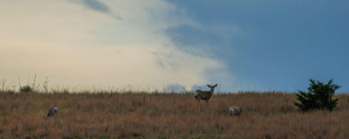 6 Tips for Improving Wildlife Habitat on Your Ranch thumb