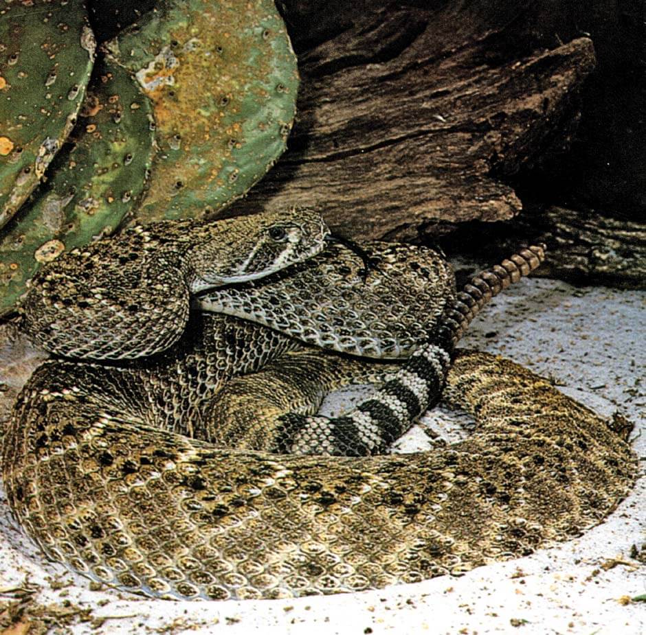 Diamondback