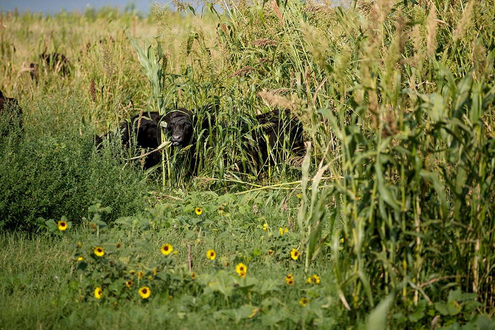 steers graze on mixed cover crop