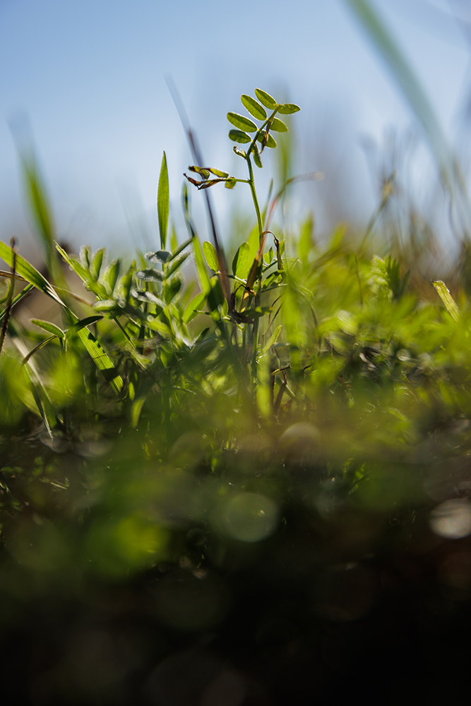 cool season cover crop mix