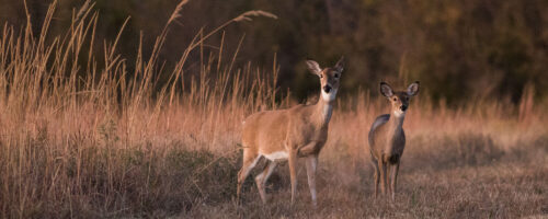 Is Wildlife Compatible With the Livestock on Your Ranch? thumb