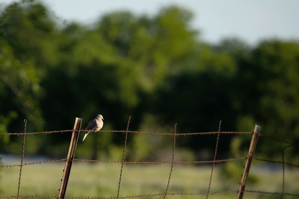 dove perched on fence