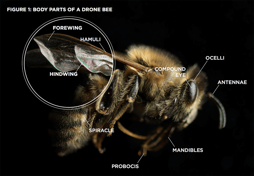 Figure 1. Body Parts of a Drone Bee Figure 1. Body Parts of a Drone Bee