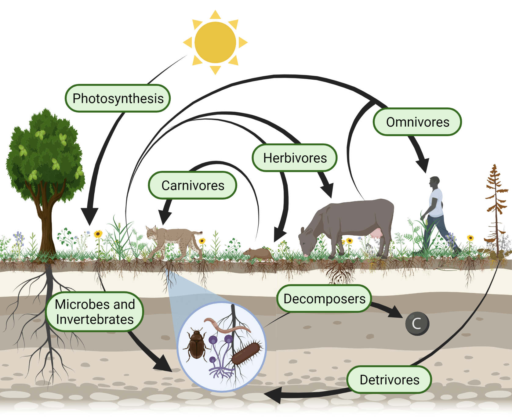 Infographic showing how the energy flow from Photosynthesis to Microbes and Invertebrates and Detrivores, and then to Decomposers. The plant life grown from these nutrients feed ominvores and herbivores, which feed carnivores.
